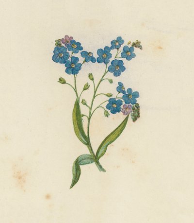 勿忘我，勿忘草（Myosotis Palustris）（彩色光刻） 作者 英语学校