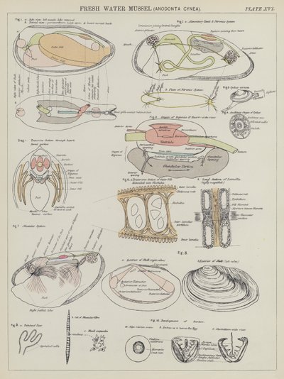 淡水贻贝 Anodonta Cynea（彩色石版画） 作者 英语学校