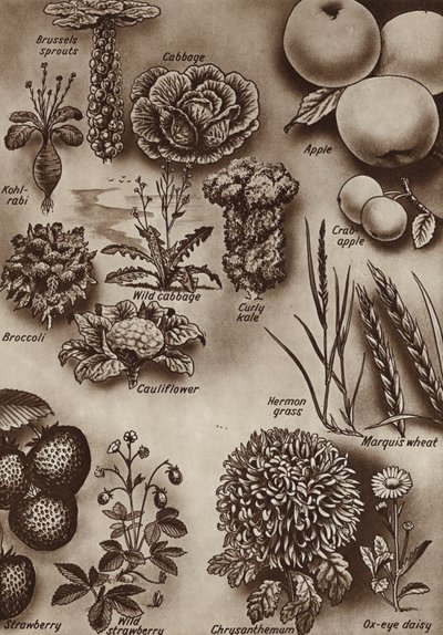水果、蔬菜和花卉及其栽培的野生品种（平版） 作者 英语学校
