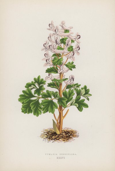 Fumaria Densiflora（彩色石版画） 作者 英语学校