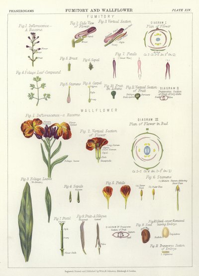 Fumitory和Wallflower 作者 英语学校