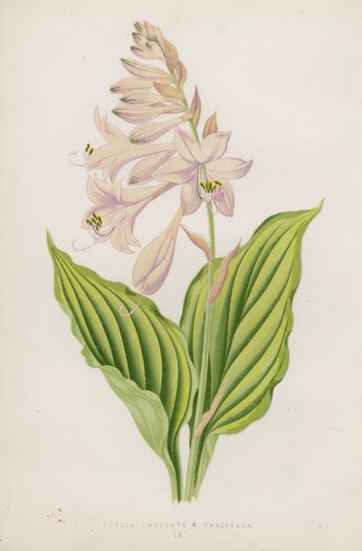 Funkia Undulata; B Variegata（彩色石版画） 作者 英语学校