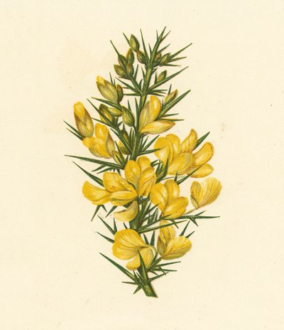 Furze, Ulex Europaeus（彩色石版画） 作者 英语学校