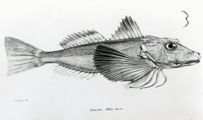 加拉帕戈斯·加纳德，查尔斯·达尔文的“HMS Beagle航行动物学”，1832-36 作者 英语学校