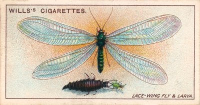 花园生活花边翼蝇和幼虫（chromolitho） 作者 英语学校