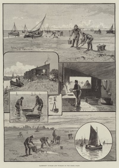 在埃塞克斯海岸收集鸟蛤和 Winkles（雕刻） 作者 英语学校