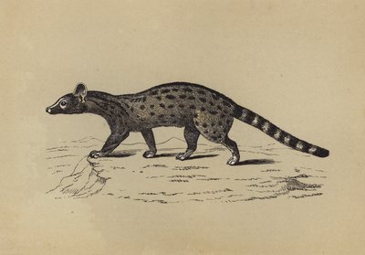 Genet（彩色印刷版） 作者 英语学校