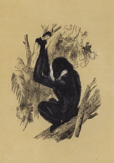 长臂猿（彩色石版画） 作者 英语学校