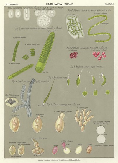 Gloeocapsa，Yeast 作者 英语学校