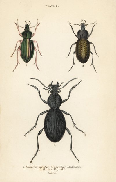金色地面甲虫，Carabus auratus 1，地面甲虫，Carabus clathratus 2，以及大型黑色地面甲虫，Tefflus megerlei 作者 英语学校