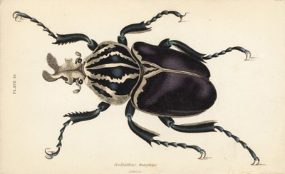 歌利亚甲虫，Goliathus goliatus (Goliathus magnus) 作者 英语学校