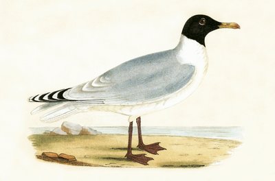 大黑头鸥，查尔斯·罗伯特·布里（1811-86）于1867年出版的“不列颠群岛未观察到的欧洲鸟类历史”中的插图 作者 英语学校