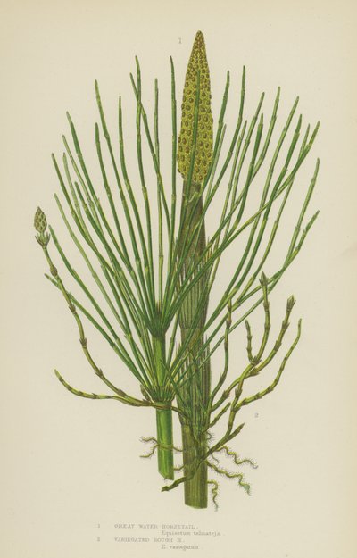 大水马尾、杂色粗马尾（彩色石版画） 作者 英语学校