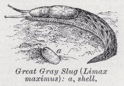 大灰蛞蝓（Limax maximus）(litho) 作者 英语学校