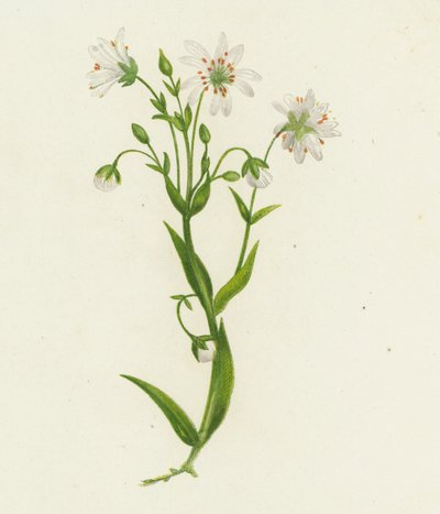 大针茅，Stellaria Holostea（彩色石版画） 作者 英语学校
