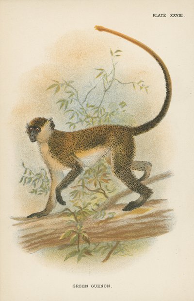 绿色Guenon 作者 英语学校