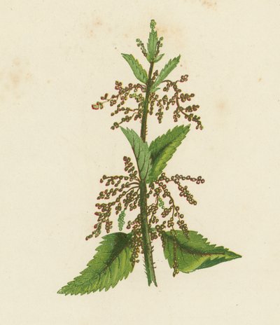 绿色荨麻（彩色石版画） 作者 英语学校
