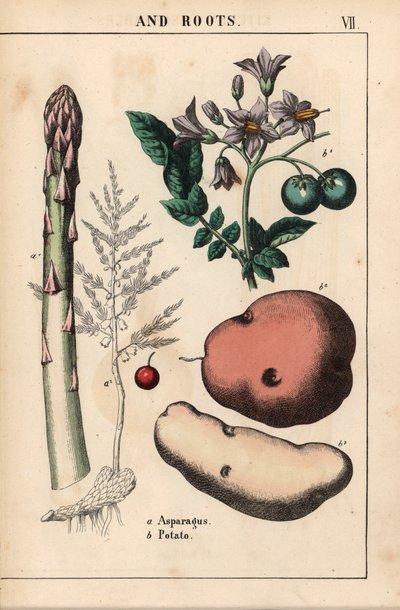 绿芦笋和土豆，选自《教学图画书，或蔬菜世界的课程》，[夏洛特-玛丽-永格]，爱丁堡 作者 英语学校