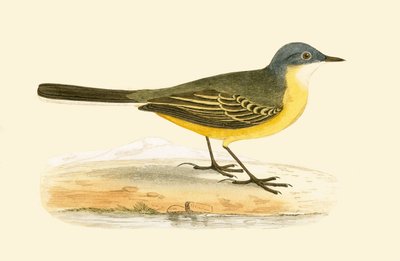 Grey Headed Yellow Wagtail，插图来自&39;不列颠群岛未观察到的欧洲鸟类历史&39;，作者Charles Robert Bree（1811-86），1867年出版 作者 英语学校