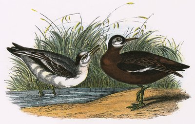 灰色Phalarope 作者 英语学校