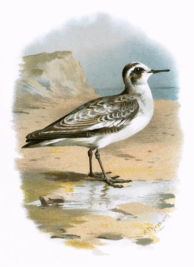 灰色Phalarope 作者 English School