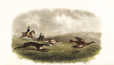 Greyhounds chasing a great bustard, Otis tarda, for sport 作者 英语学校