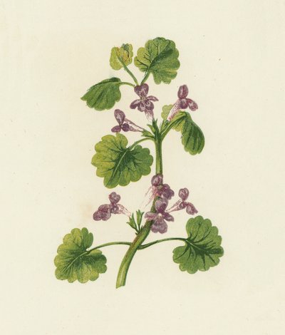 常春藤，Glechoma Hederacea（彩色石版画） 作者 英语学校