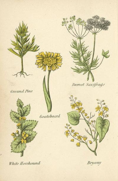 地面松木，柏奈特虎耳草，山羊胡子，白苦薄荷，黑莓 作者 英语学校