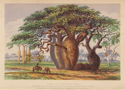 澳大利亚茎干树群（彩色石版画） 作者 英语学校
