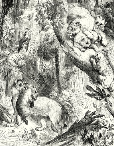 美洲狮群（雕刻） 作者 英语学校