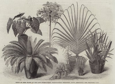 南肯辛顿国际园艺展晚期珍稀植物群（版画） 作者 英语学校