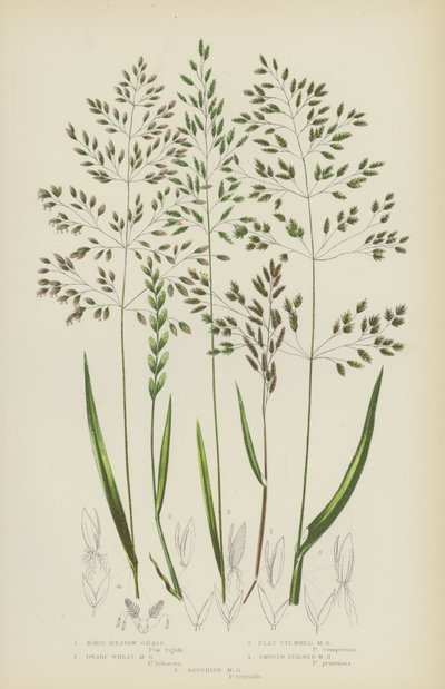 硬草甸草、矮小麦草甸草、平梗草甸草、光滑草甸草……（彩色石版画） 作者 英语学校