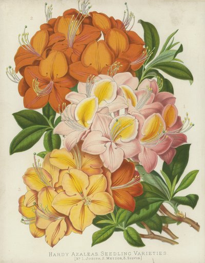 Hardy杜鹃花，幼苗品种 作者 英语学校