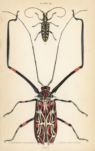 丑角甲虫 Acrocinus longimanus 1 和平面长角甲虫 Taeniotes subocellatus 2 作者 英语学校