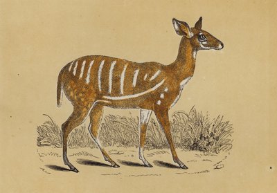 被束缚的羚羊（彩色石版画） 作者 英语学校