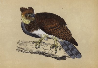 Harpy Eagle（彩色石版画） 作者 英语学校