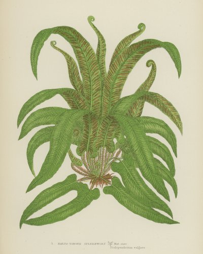 雀舌脾草（彩色石版画） 作者 英语学校