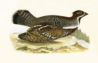 Hazel Grouse，来自“不列颠群岛未观察到的欧洲鸟类历史”的插图作者：Charles Robert Bree（1811-86），1867年出版 作者 英语学校