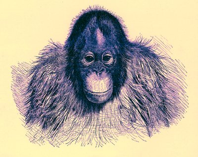 红毛猩猩头像，皇家自然历史插图，1896年出版（数字增强图像） 作者 英语学校