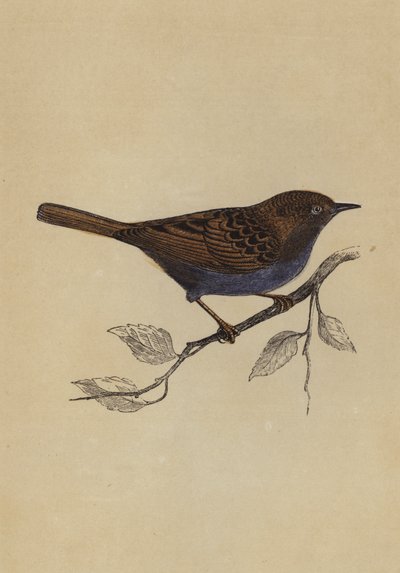 绿篱麻雀（彩色平版画 作者 英语学校