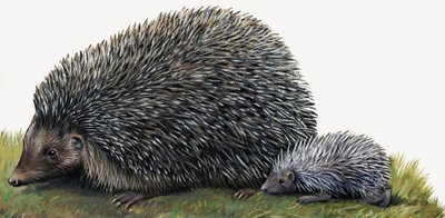 刺猬 作者 英语学校