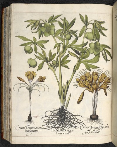 Helleborus Niger（黑鹤望兰），摘自 Nicholas Culpeper 所著的《Culpeper