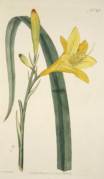 从植物园或花园展示的萱草黄花（黄色黄花菜），酒吧。 1796年（手工彩色雕刻） 作者 英语学校