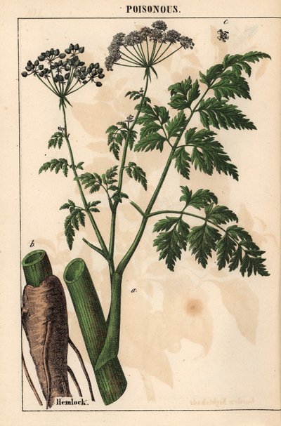 铁杉，选自爱丁堡《图画书教程，或蔬菜世界的课程》[夏洛特-玛丽-永格]。 作者 英语学校
