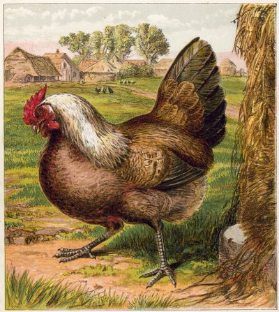 Hen 作者 英语学校