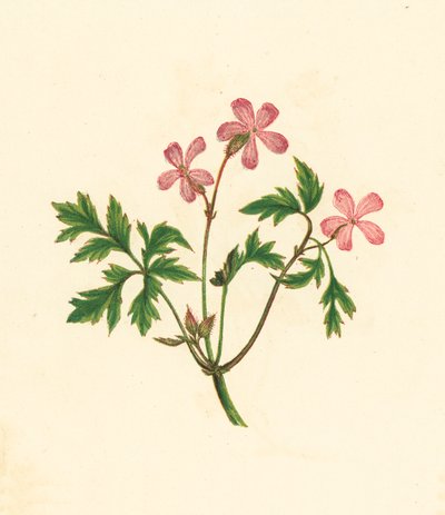 罗伯特香草，或可怜的罗宾，罗伯特天竺葵（彩色石版画） 作者 英语学校