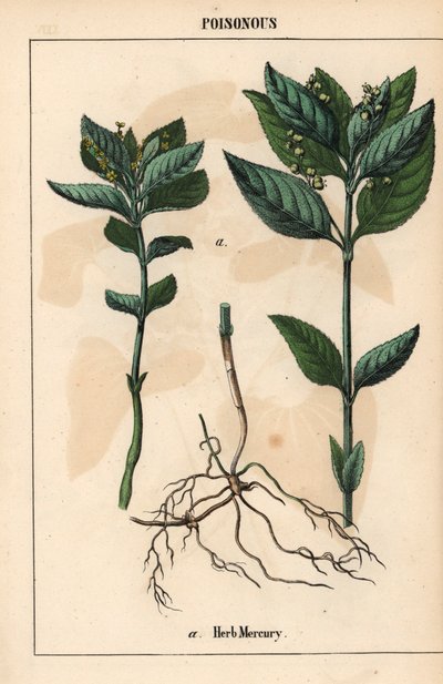 草汞，选自《教学图画书，或蔬菜世界的课程》，[夏洛特-玛丽-永格]，爱丁堡 作者 英语学校