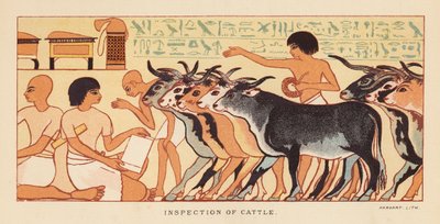 希罗多德：检查牛群（彩色石版画） 作者 英语学校