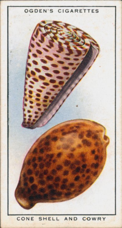 软体动物、锥壳和牛粪中隐藏的颜色（彩色石版画） 作者 英语学校