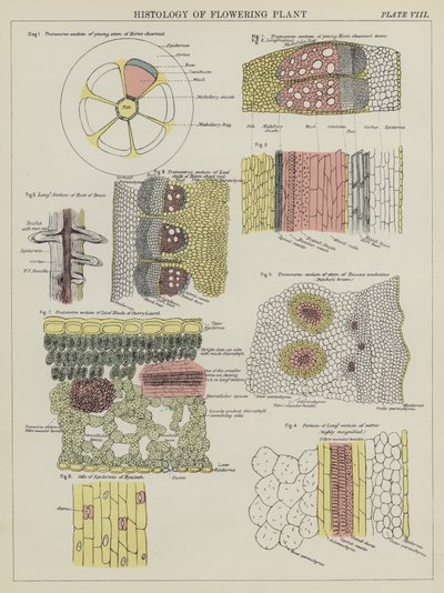 开花植物的组织学（彩色平版印刷）。 作者 英语学校